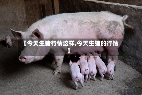 【今天生猪行情这样,今天生猪的行情】-第3张图片