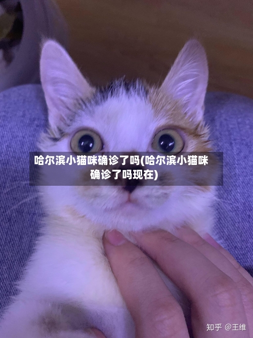 哈尔滨小猫咪确诊了吗(哈尔滨小猫咪确诊了吗现在)
