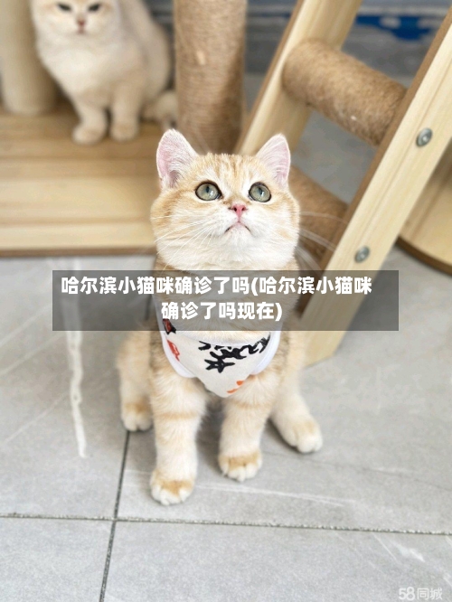 哈尔滨小猫咪确诊了吗(哈尔滨小猫咪确诊了吗现在)-第2张图片