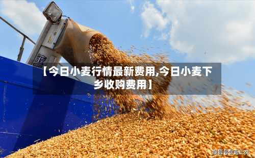 【今日小麦行情最新费用,今日小麦下乡收购费用】