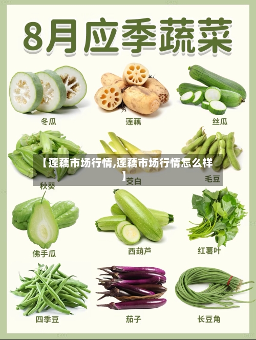 【莲藕市场行情,莲藕市场行情怎么样】