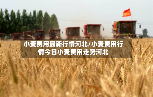 小麦费用最新行情河北/小麦费用行情今日小麦费用走势河北