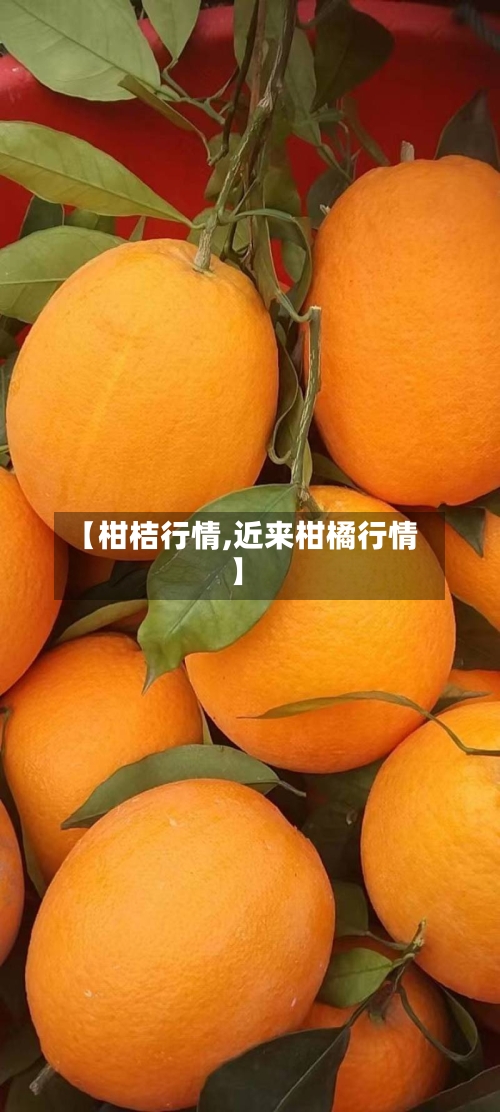 【柑桔行情,近来柑橘行情】-第3张图片