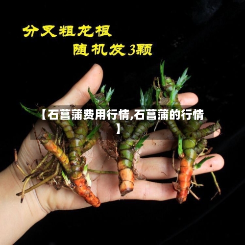 【石菖蒲费用行情,石菖蒲的行情】-第2张图片