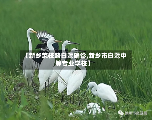 【新乡荣校路白鹭确诊,新乡市白鹭中等专业学校】-第3张图片