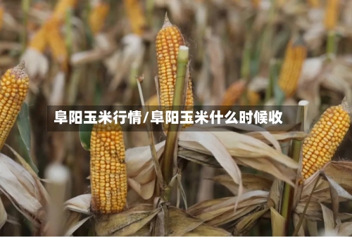 阜阳玉米行情/阜阳玉米什么时候收