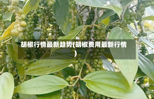胡椒行情最新趋势(胡椒费用最新行情)-第2张图片