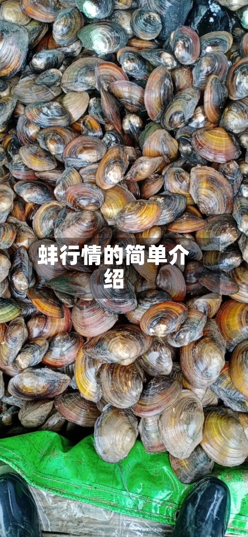 蚌行情的简单介绍