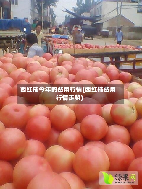 西红柿今年的费用行情(西红柿费用行情走势)-第3张图片