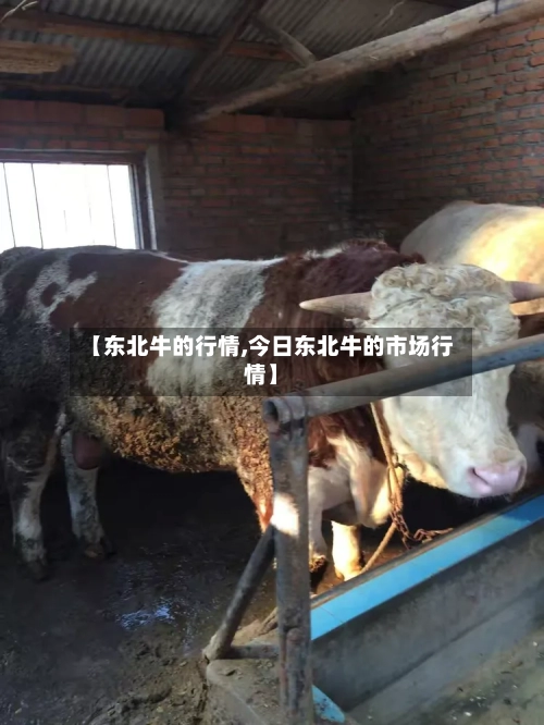 【东北牛的行情,今日东北牛的市场行情】