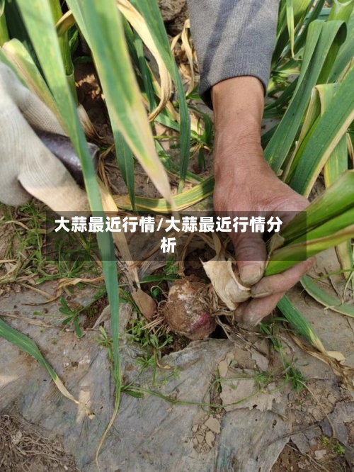 大蒜最近行情/大蒜最近行情分析-第2张图片