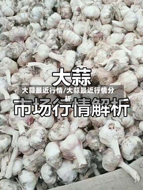 大蒜最近行情/大蒜最近行情分析