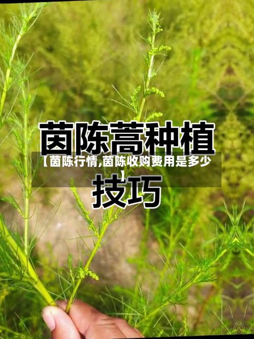 【茵陈行情,茵陈收购费用是多少】