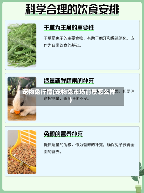 宠物兔行情(宠物兔市场前景怎么样)