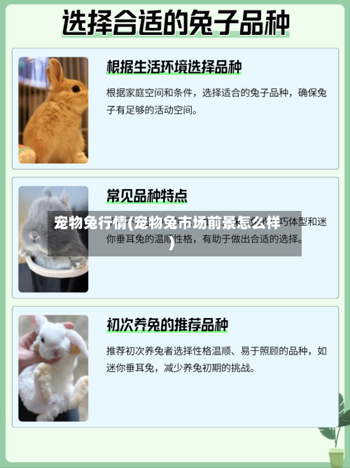 宠物兔行情(宠物兔市场前景怎么样)-第2张图片