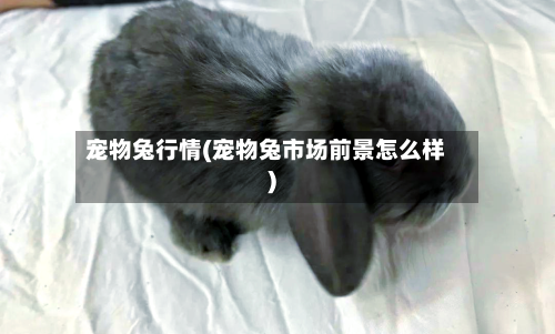 宠物兔行情(宠物兔市场前景怎么样)-第3张图片