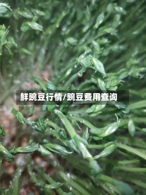 鲜豌豆行情/豌豆费用查询