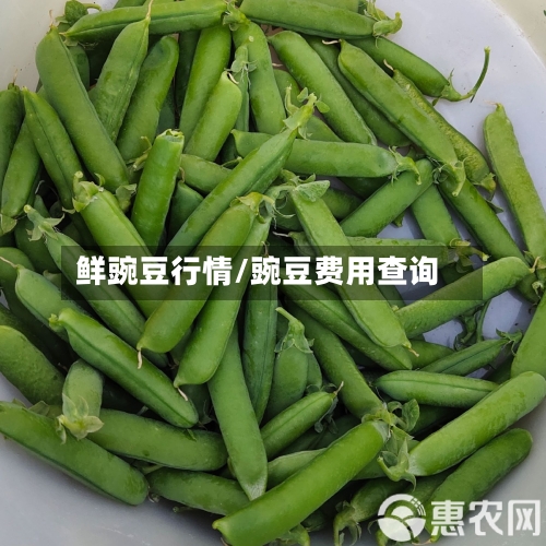 鲜豌豆行情/豌豆费用查询-第2张图片