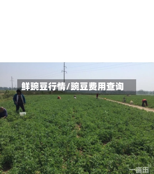 鲜豌豆行情/豌豆费用查询-第3张图片