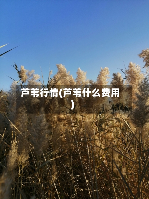 芦苇行情(芦苇什么费用)