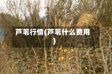 芦苇行情(芦苇什么费用)-第2张图片