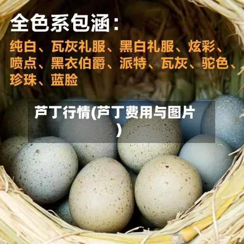 芦丁行情(芦丁费用与图片)-第3张图片
