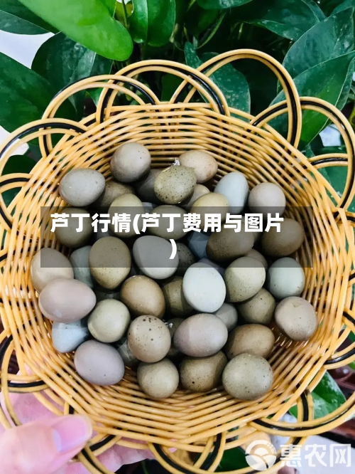 芦丁行情(芦丁费用与图片)-第2张图片
