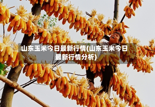 山东玉米今日最新行情(山东玉米今日最新行情分析)-第2张图片