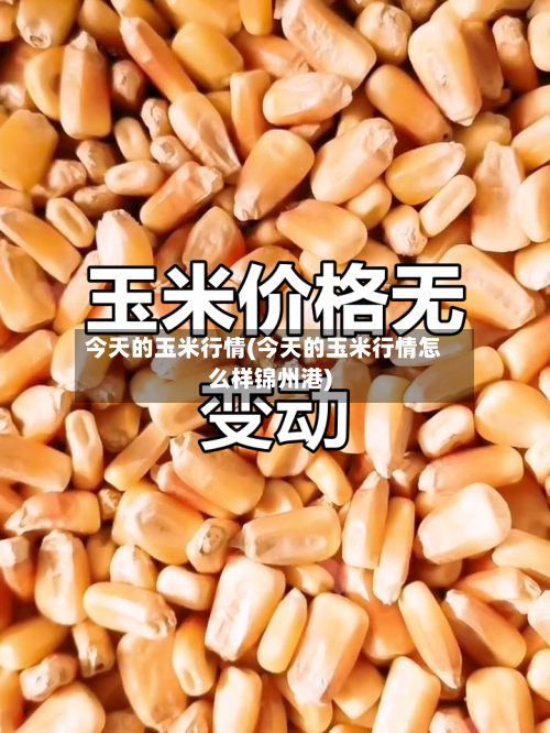 今天的玉米行情(今天的玉米行情怎么样锦州港)-第2张图片