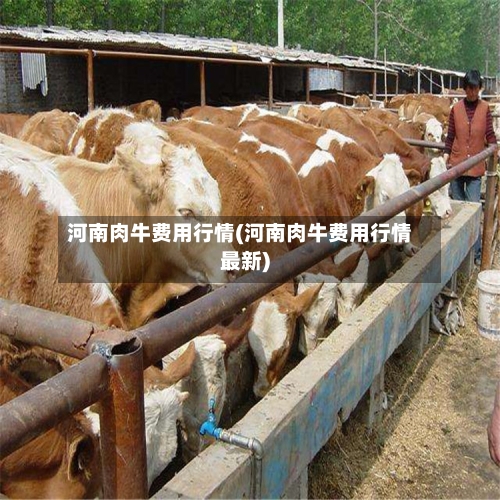 河南肉牛费用行情(河南肉牛费用行情最新)
