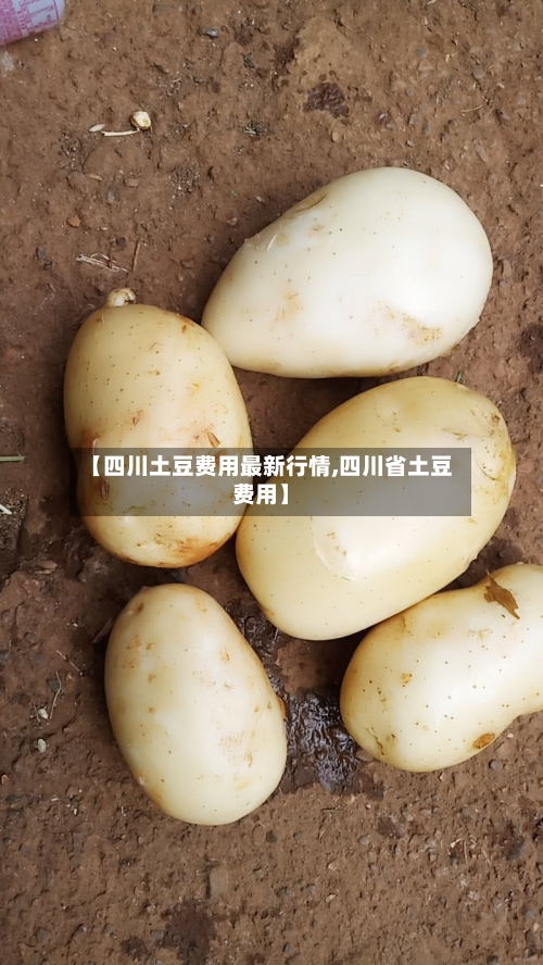 【四川土豆费用最新行情,四川省土豆费用】