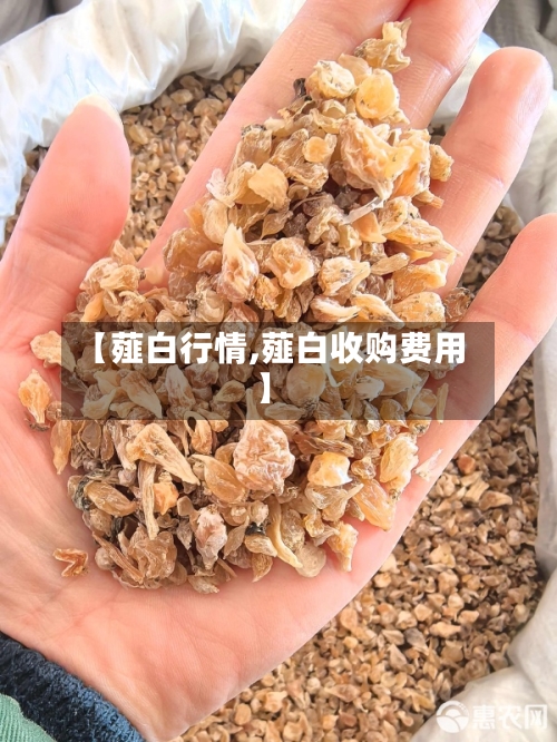 【薤白行情,薤白收购费用】