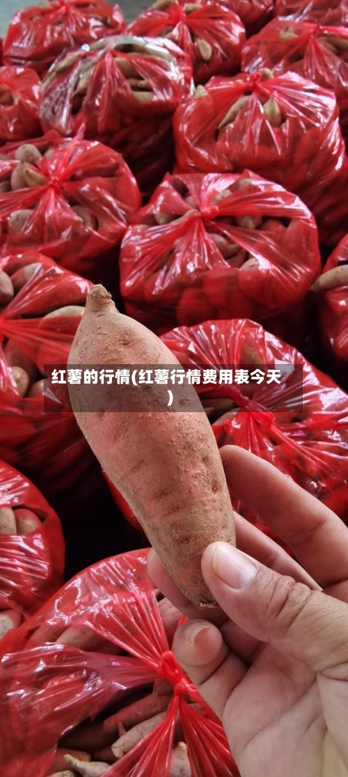 红薯的行情(红薯行情费用表今天)