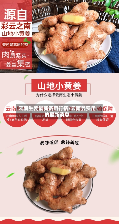 云南生姜最新费用行情/云南姜费用的最新消息-第2张图片
