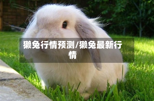 獭兔行情预测/獭兔最新行情-第2张图片