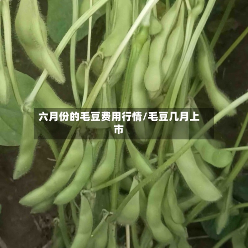 六月份的毛豆费用行情/毛豆几月上市
