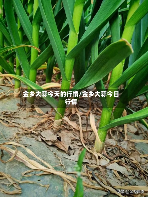 金乡大蒜今天的行情/金乡大蒜今日行情