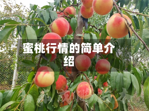 蜜桃行情的简单介绍-第2张图片