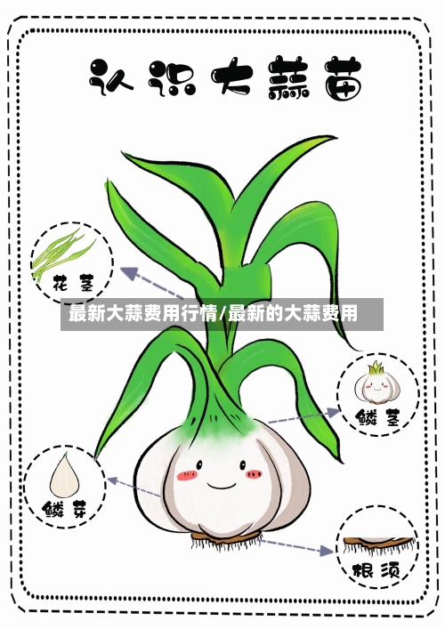 最新大蒜费用行情/最新的大蒜费用