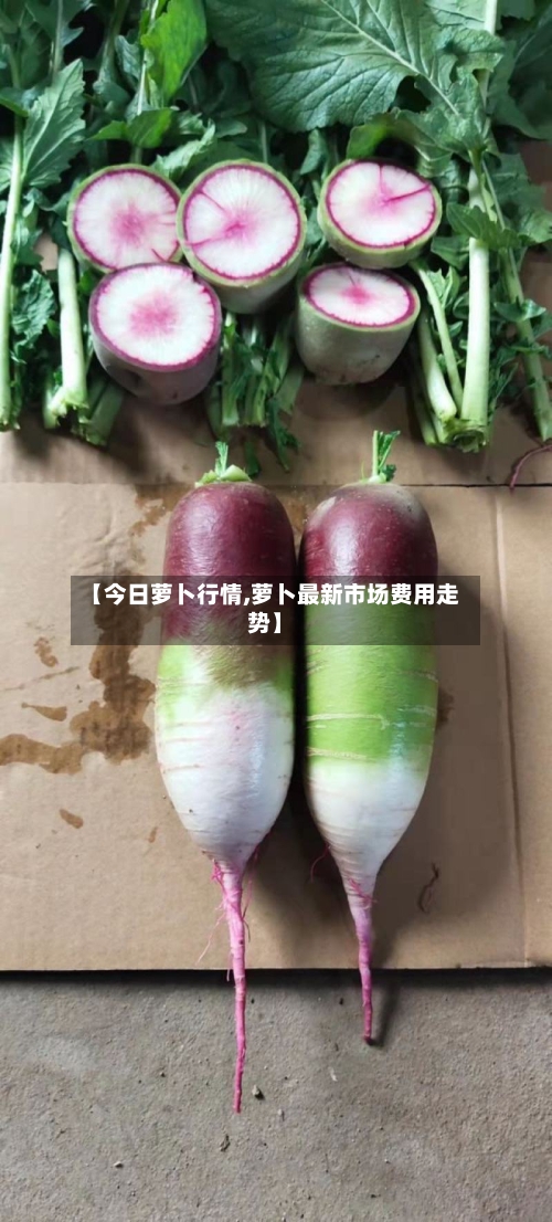 【今日萝卜行情,萝卜最新市场费用走势】