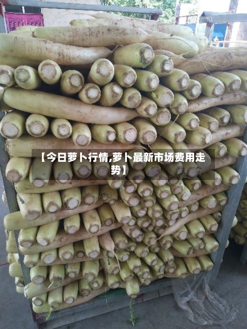 【今日萝卜行情,萝卜最新市场费用走势】-第2张图片
