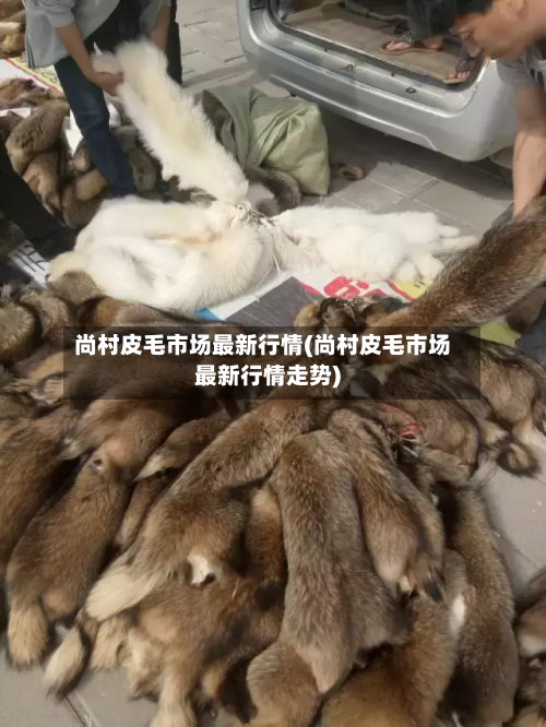 尚村皮毛市场最新行情(尚村皮毛市场最新行情走势)