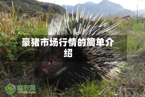 豪猪市场行情的简单介绍