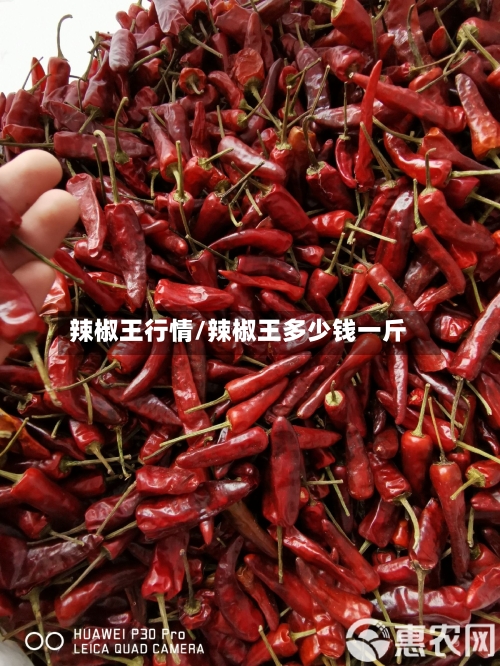 辣椒王行情/辣椒王多少钱一斤
