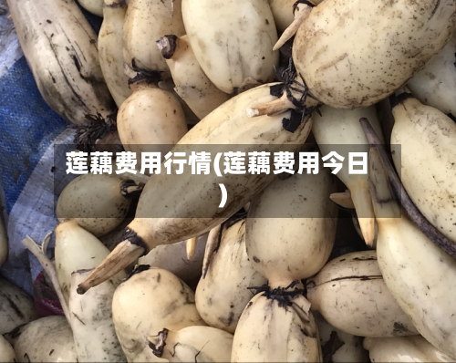 莲藕费用行情(莲藕费用今日)-第2张图片