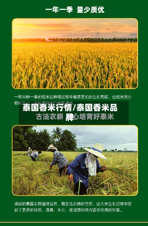 泰国香米行情/泰国香米品牌