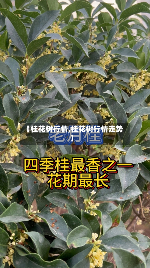 【桂花树行情,桂花树行情走势】