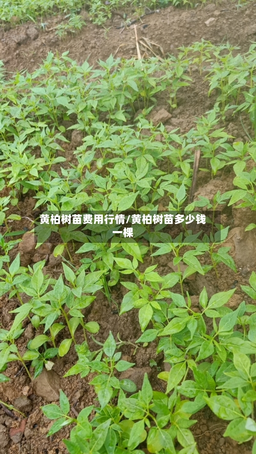 黄柏树苗费用行情/黄柏树苗多少钱一棵-第2张图片