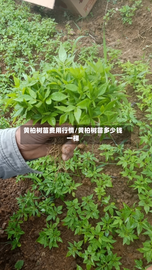 黄柏树苗费用行情/黄柏树苗多少钱一棵-第3张图片