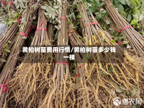 黄柏树苗费用行情/黄柏树苗多少钱一棵